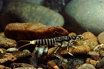 Stonefly - aquatic nymph stage of development