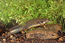 Great crested newt male in pond, South Yorkshire, UK