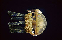Papua jelly fish with fish near tentacles, Palau, Pacific Ocean