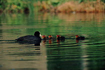Coot parent with four chicks, Berkshire, UK