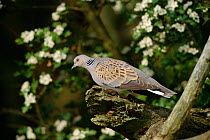 Turtle dove perching in tree, Worcestershire, UK.