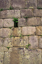 Inca stone masonry with wall lizard, Machu Picchu, Peru