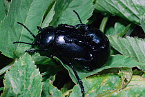 Bloody nosed beetles mating {Timarcha tenebricosa} England, UK, Europe