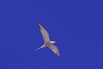 Common tern in flight (Sterna hirundo). Long Island, New York, USA