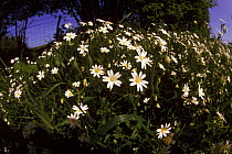 Greater stichwort (Stellaria holostea). Gloucestershire, England, UK, Europe
