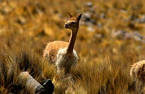 Vicuna {Lama vicugna} Pampa Galeras Reserve, Andes, Peru
