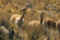 Vicuna herd {Lama vicugna} at 3000m Pampa Galeras Reserve, Peru