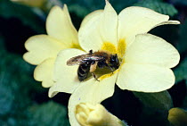 Female Solitary bee {Andrena bicolor} on Primrose flower, England, Europe
