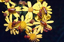 Soldier beetles on ragwort {Rhagonycha fulva} England, UK