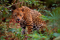 RF- Jaguar (Panthera onca) in natural habitat, Belize. Captive. (This image may be licensed either as rights managed or royalty free.)
