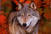 RF- Head portrait of Grey wolf,(Canis lupus), in woodland. Minnesota, USA. (This image may be licensed either as rights managed or royalty free.)