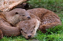 Two European river otters {Lutra lutra} asleep together, captive