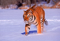 RF- Siberian tiger (Panthera tigris altaica) in snow, captive. (This image may be licensed either as rights managed or royalty free.)