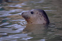 RF- Grey seal juvenile in water (Halichoerus grypus), head portrait, captive. Seal Sanctuary, Cornwall, England. (This image may be licensed either as rights managed or royalty free.)