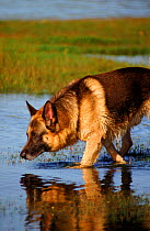 Domestic dog, German shepherd / Alsatian breed in water