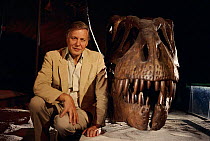 Sir David Attenborough with Tyrannosaurus rex skull. On location for BBC tv series 'Lost Worlds Vanished Lives' 1988
