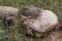 American alligator resting head on Red-bellied turtle (Pseudemys rubriventris) Florida, USA