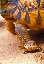 Adult & baby Ploughshare tortoise {Geochelene yniphora} Baly Bay, Madagascar