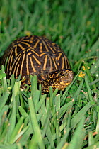 Florida box turtle in grass {Terrapene carolina bauri}  Florida, USA