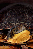 Blanding's turtle head portrait