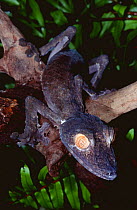 Portrait of Leaf tailed gecko {Uroplatus fimbriatus}, Nosy Mangabe Reserve, North East Madagascar