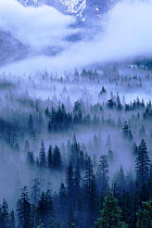 Fog-shrouded fir trees, Winter in Yosemite NP, California, USA