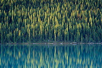 Reflection of pine trees in Lake Louise, Banff NP, Alberta Canada
