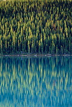 Reflection of pine trees in Lake Louise, Banff NP, Alberta Canada