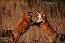 North American red foxes in dominance dispute, Boreal Forest Canada