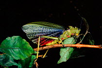 Locust (Phymateus sp) portrait. Pretoria, South Africa