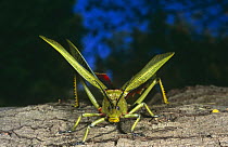 Frontal portrait of Locust (Phymateus sp) Pretoria, South Africa