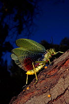 Locust (Phymateus sp) portrait. Pretoria, South Africa