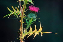 Spear thistle {Cirsium vulgare} flower head, Glen Muick, Deeside, Scotland, UK
