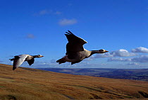 Bar headed geese flying {Anser indicus} imprinted birds.