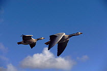 Bar headed geese flying, photographed during filming of 'Supernatural'