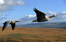 Bar headed geese flying {Anser indicus} captive, photographed during filming of 'Supernatural' series