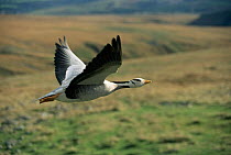 Bar headed goose flying {Anser indicus} captive bird