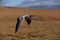 Bar headed goose flying, photographed during filming of 'Supernatural'