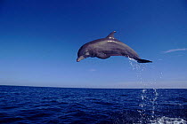 Bottle nosed dolphin leaping, Bahamas