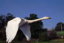 Whooper swan flying