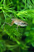 Early development stage of Agile froglet {Rana dalmatina} seen underwater with remnants of tadpole tail, Italy