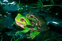 Common tree frog {Hyla arborea} pair in amplexus Italy