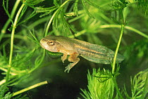 Common tree froglet {Hyla arborea} tadpole with front and back legs, Italy