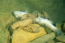 White clawed crayfish {Austropotamobius pallipes} scavenging dead fish,  Italy