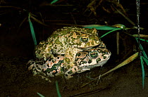 Green toad {Bufo viridis} pair in amplexus Italy