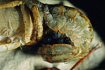 White clawed crayfish {Austropotamobius pallipes} close up showing eggs, Italy