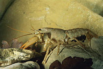 White clawed crayfish {Austropotamobius pallipes} note eggs under tail Italy