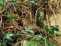 Wood warbler feeding chicks at nest {Phylloscopus sibilatrix}  Somerset UK