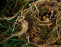 Wood warbler feeding chicks at nest {Phylloscopus sibilatrix} Somerset UK