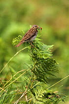 Tree pipit perched on bracken with food in beak (Anthus trivialis) Spain
